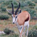 Springbok - Etosha